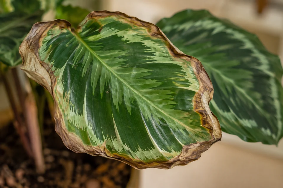 Hoja con borde marrón seco y tejido verde en el centro.