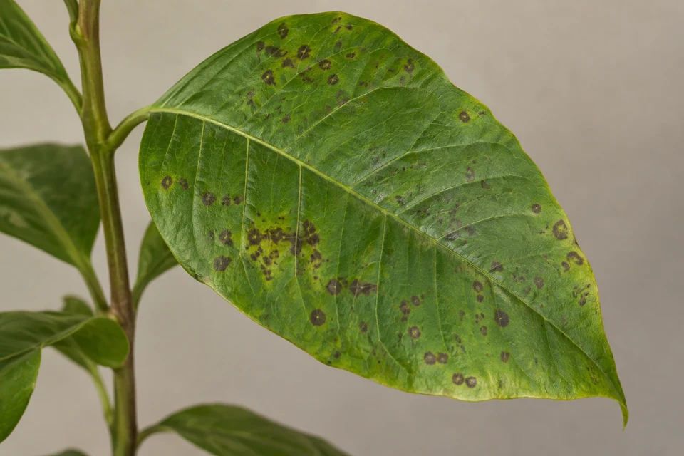 Detalle de una hoja verde con manchas oscuras.
