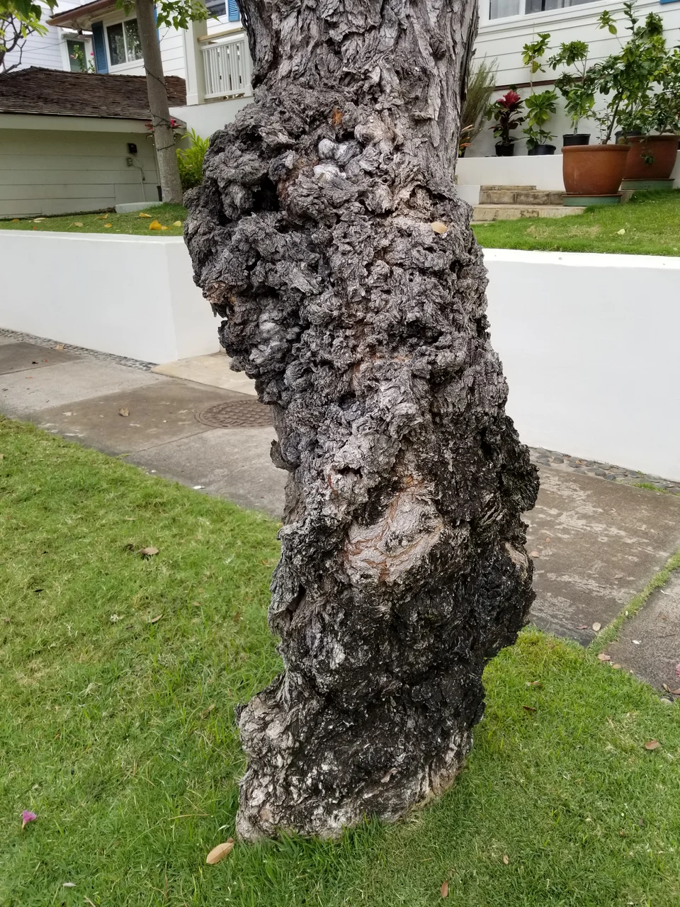 Abultamientos irregulares en el tronco de un árbol, fotografiados por Scot Nelson.